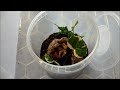 Click here to watch this video Avicularia purpurea slings arrived!