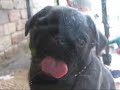Maximus the window licker Maximus the window licker