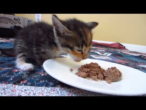 Tiny Foster Kitten Eating Purina Wet Food - 3 Weeks Old - 