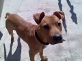 papazcesme pitbull photo from bursa jhonny crack papazcesme pitbull photo from bursa jhonny crack