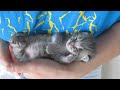 Our 3 Weeks Old Kitten Sleeping And Purring At The Same Time.