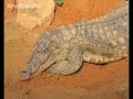 Unborn crocs chatter to synchronise hatching Unborn crocs chatter to synchronise hatching