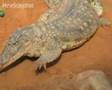 Unborn crocs chatter to synchronise hatching