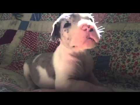 Our favorite Mantle Merle of the litter!