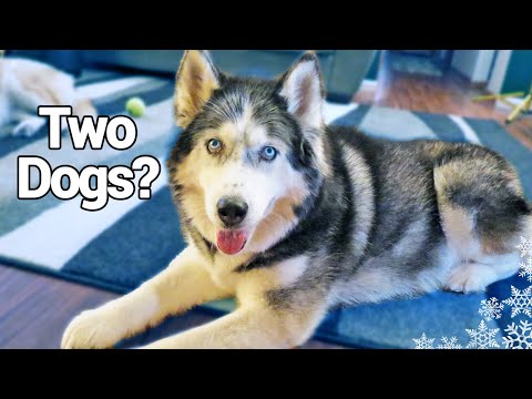 how to decide to get another dog