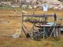 Sledgedogs at summer, Ilulissat, Greenland Sledgedogs at summer, Ilulissat, Greenland