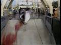 IFAW Supporter Ben Stein Says Whaling UNBELEIVABLE!