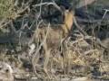videos de Wild Dog Hunt