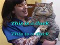 This Is A Cat