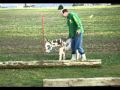 JF Miniature Donkeys - JF Neon Lites