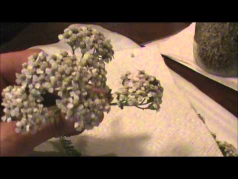how to harvest yarrow