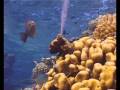 Diving in the Red Sea - Seacology's November 2008 Expedition