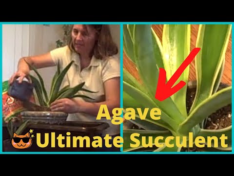 how to replant agave plants