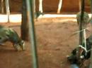 kangourous wildlifeworld sydney