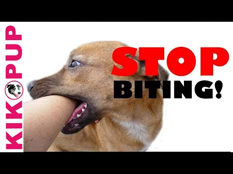 how to react when your dog bites you