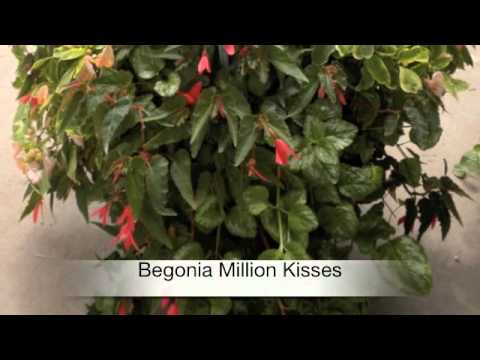 how to fertilize impatiens