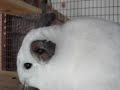 Chinchilla