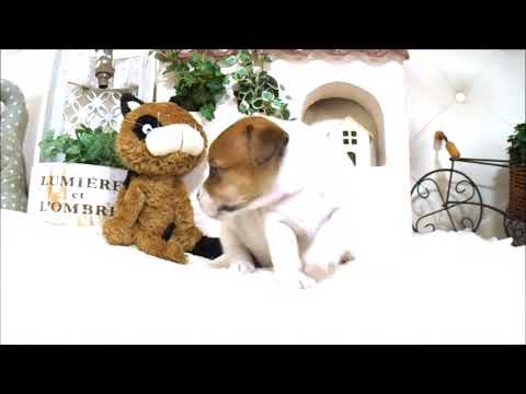 YouTube Preview Image