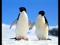 Penguin (Original mix)