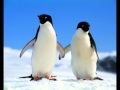 Avicii Penguin Official Music Video and Lyrics
