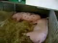 County Fair! 4H Pigs