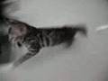 Cheap-bengal-toy