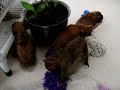 Boxer  Puppies Discover Toys