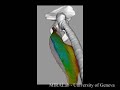 3D Anatomical Human 3D Anatomical Human