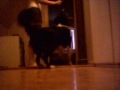 My Dog Has Some Wierd Issues!! My Dog Has Some Wierd Issues!!