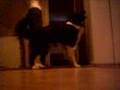 My-Dog-Has-Some-Wier