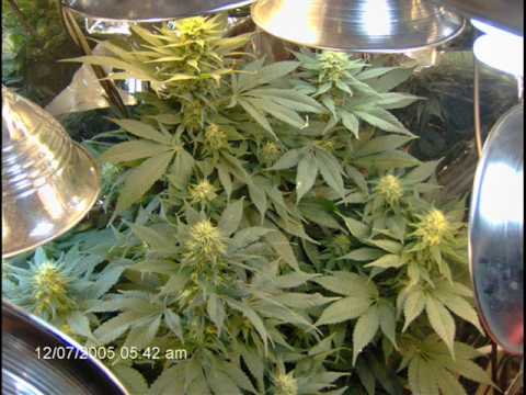 how to harvest autoflower