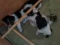 Fox Terrier Wire- Filhotes/Puppies