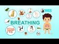 16 LUNGS - Learn about Human Body Parts For Kids (Tamil)