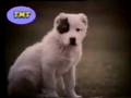 videos de Ohlamon-Akush Turkman Alabai puppies