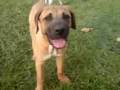 videos de tosa inu - dogo argentino play