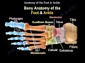 Anatomy Of The Foot & Ankle - Everything You Need To Know - Dr. Nabil Ebraheim