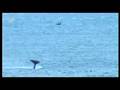 videos de orca slaps a seal 60 feet high
