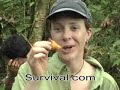 Wilderness Survival- Bug Hunt - Peruvian Amazon Wilderness Survival- Bug Hunt - Peruvian Amazon