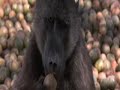 Jungle_alcohol(animale betive).wmv