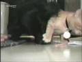 Why cats hate dogs!