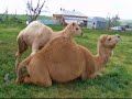 ラクダ動画