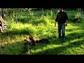 Click here to watch this video OSTRODLAKI JAZAVICARI NA TRENINGU SA KOZOM OD DIVLJEG VEPRA....