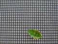 Slug Caterpillar