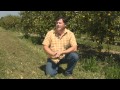 Why Are Cover Crops So Good For The Environment? 