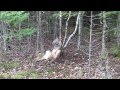 Coyote Snaring 2011 New Brunswick Canada in HD