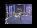 The World's Smartest Mini Horse - Pet Star Winner!