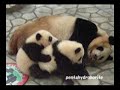 PANDA Twin cub, Aihin and Meihin, Adventure World