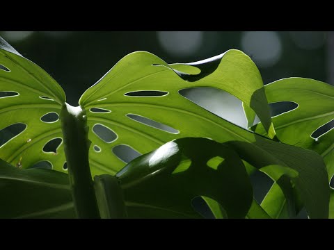 how to replant monstera