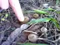 Cogumelos sinistros Cogumelos sinistros