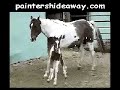 Painters Hideaway / Paint Horse Painters Hideaway / Paint Horse